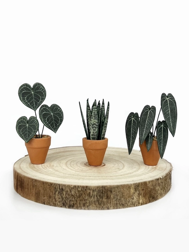 A miniature replica Anthurium Clarinervium paper plant ornament in a terracotta pot sat on a round wooden log slice with 2 other paper plants to the right (a Snake plant and a Queen Anthurium)