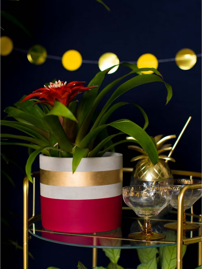 cocktail concrete plant pot. a painted red plant pot with a gold rim.