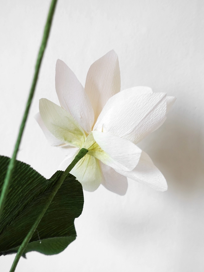 Crepe Paper White Sacred Lotus DIY Kit