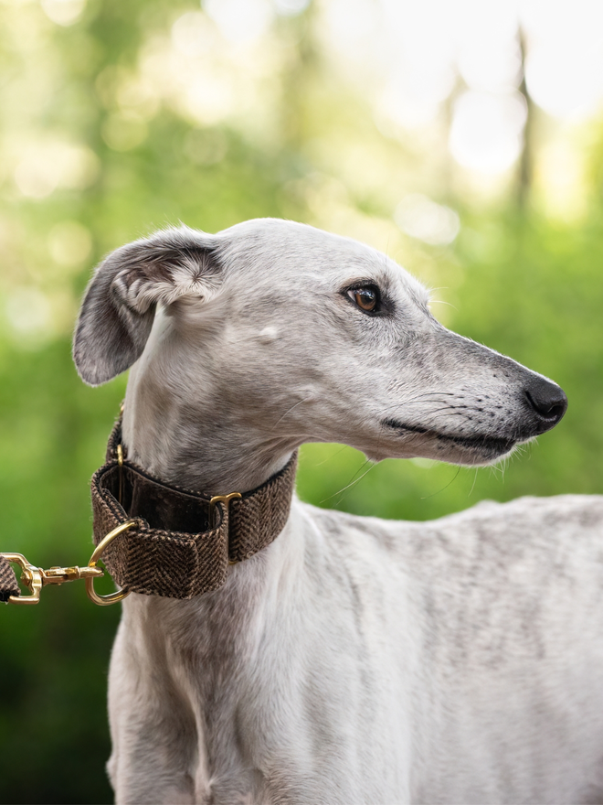 Pumpernickel Herringbone Tweed House Dog Collar