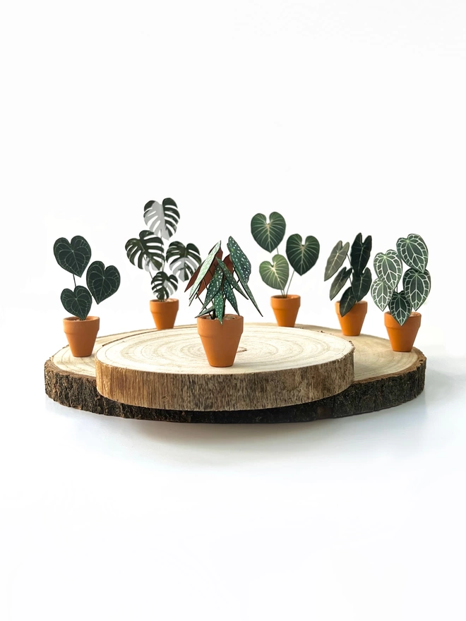 A miniature replica Begonia Maculata polka dot paper plant ornament in a terracotta pot sat on a wooden log slice with other paper plants in the background, all against a white background