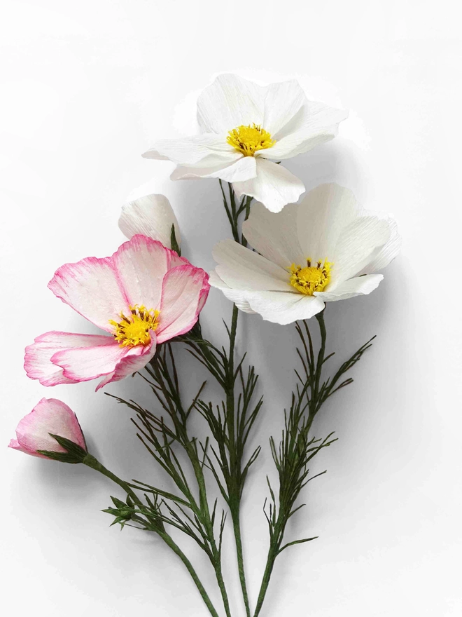 Crepe Paper Cosmos Flower DIY Kit