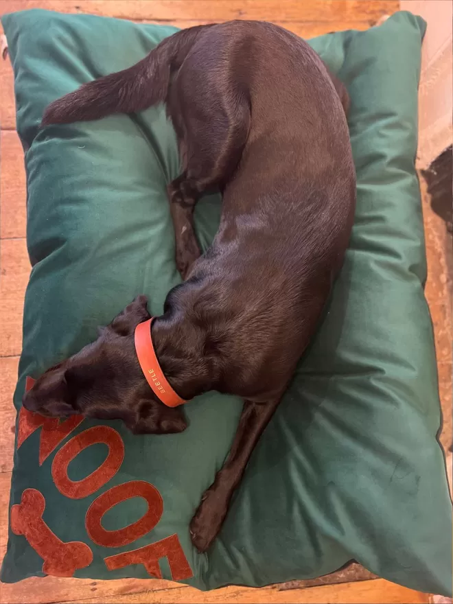 Green Velvet Dog Bed for a Labrador