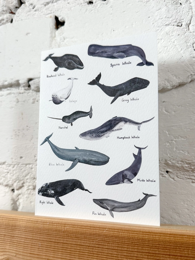 White Card featuring illustrations of 10 different whales