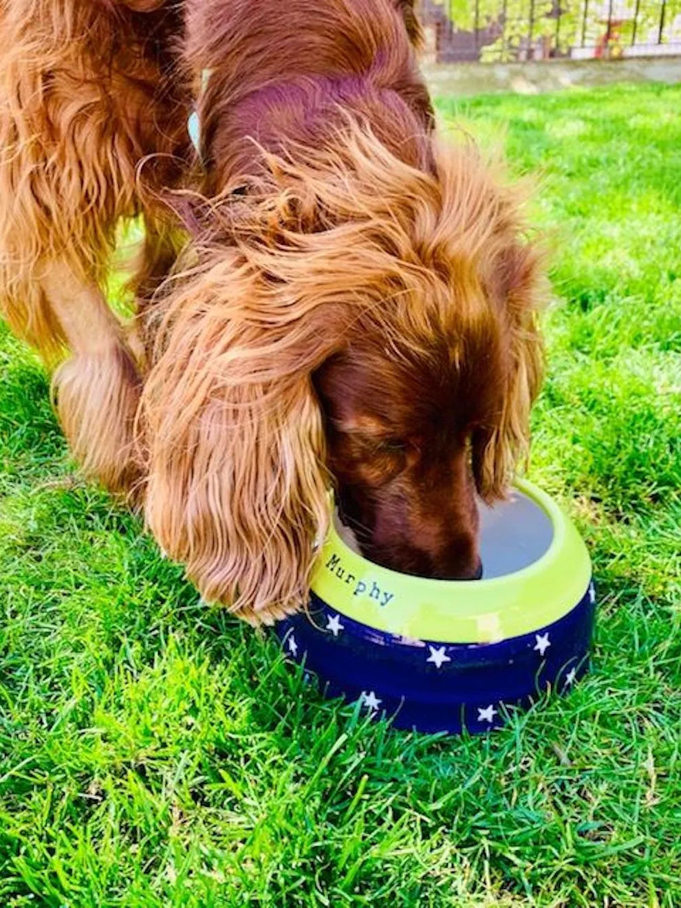 Setter & Basset Handmade Ear-Free Bowl 