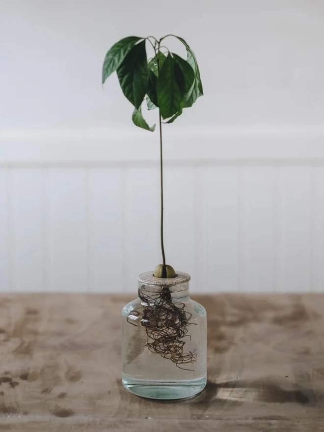 DIY Growing Kit, an avocado plant growing on a wooden surface in a glass jar, in front of a white backdrop. 
