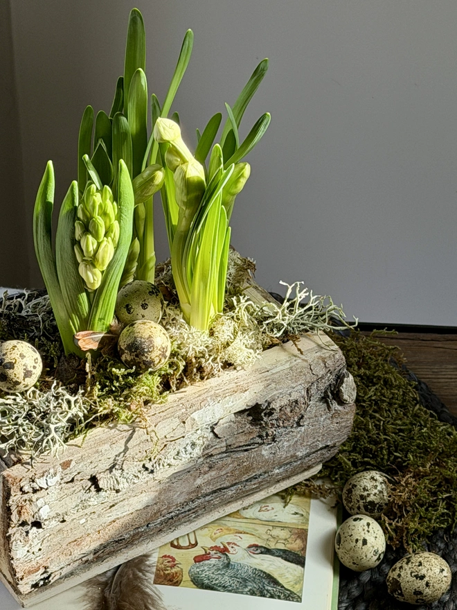The Easter Meadow Trough. Planted in a beautifully rustic cedar wood bowl.