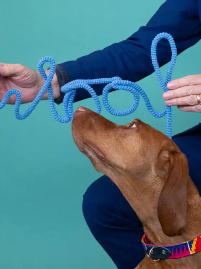 Cute dog wearing a colourful dog collar