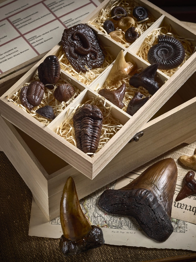 Realistic edible chocolate fossil gift hamper including large chocolate dinosaur and shark teeth arranged with wooden chest