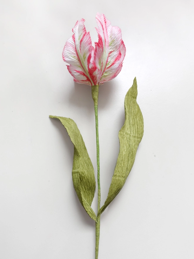 Crepe Paper Parrot Tulip DIY Kit
