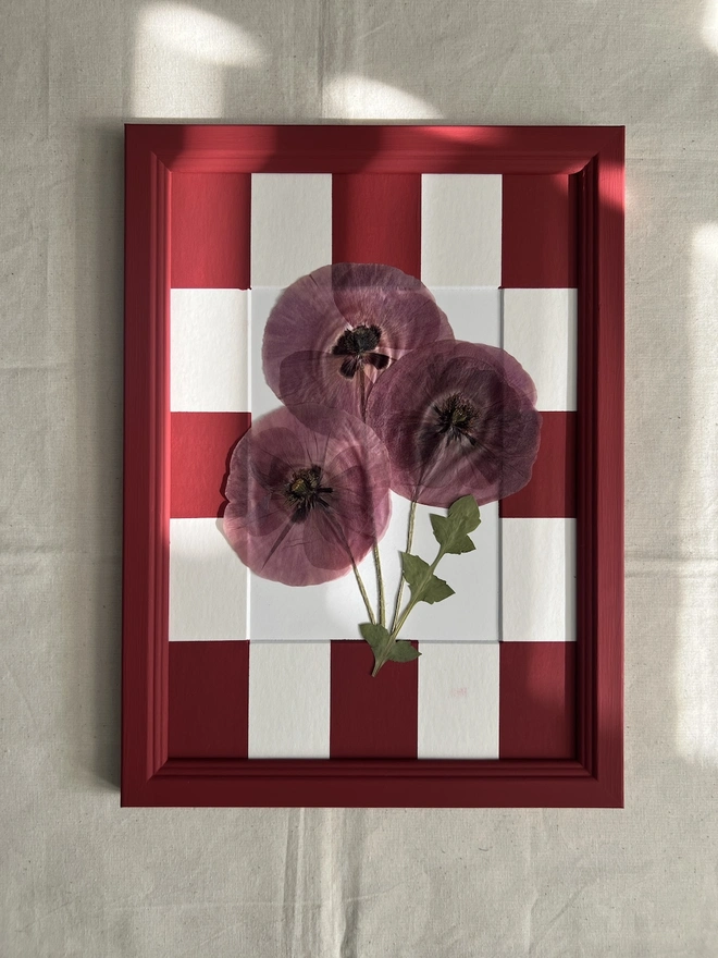 large pressed poppy flowers in hand painted red frame