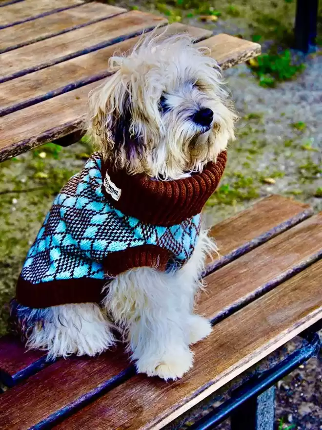 pomapoo dog in a turquoise jumper 