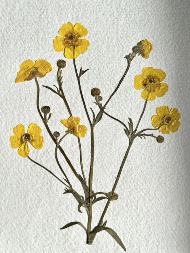 close up of pressed buttercup flowers