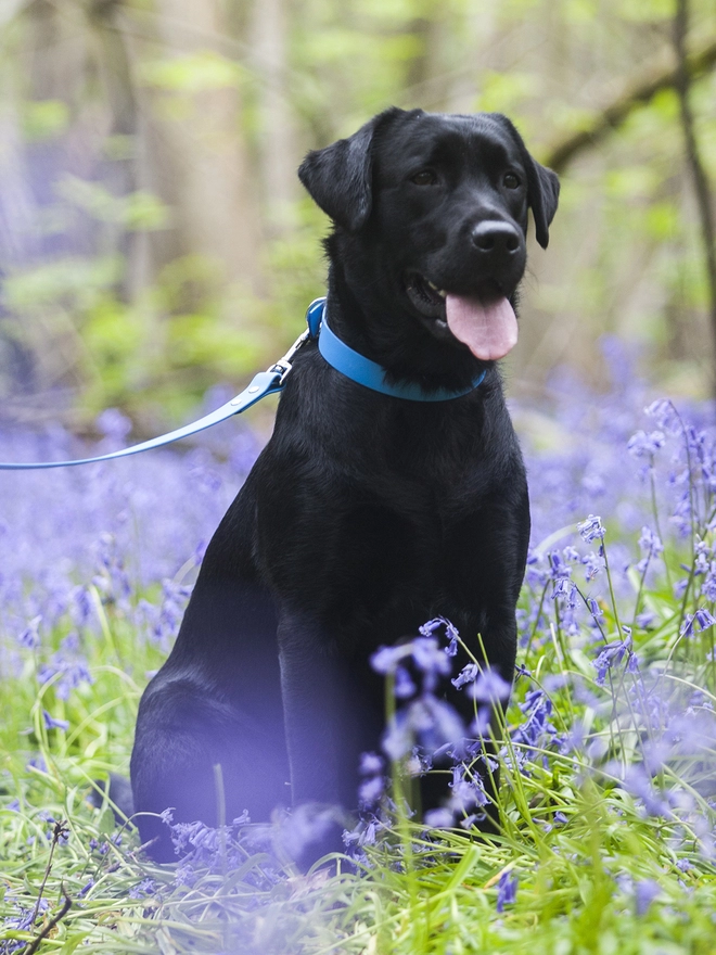 Electric Blue Biothane Vegan Dog Collar