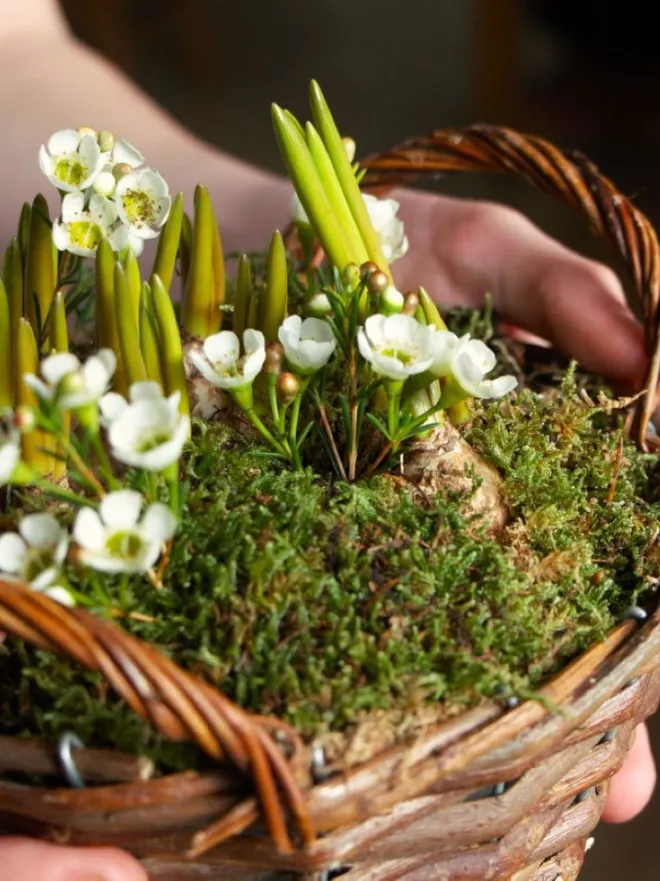 Christmas basket with hyacinths and wax flowers
