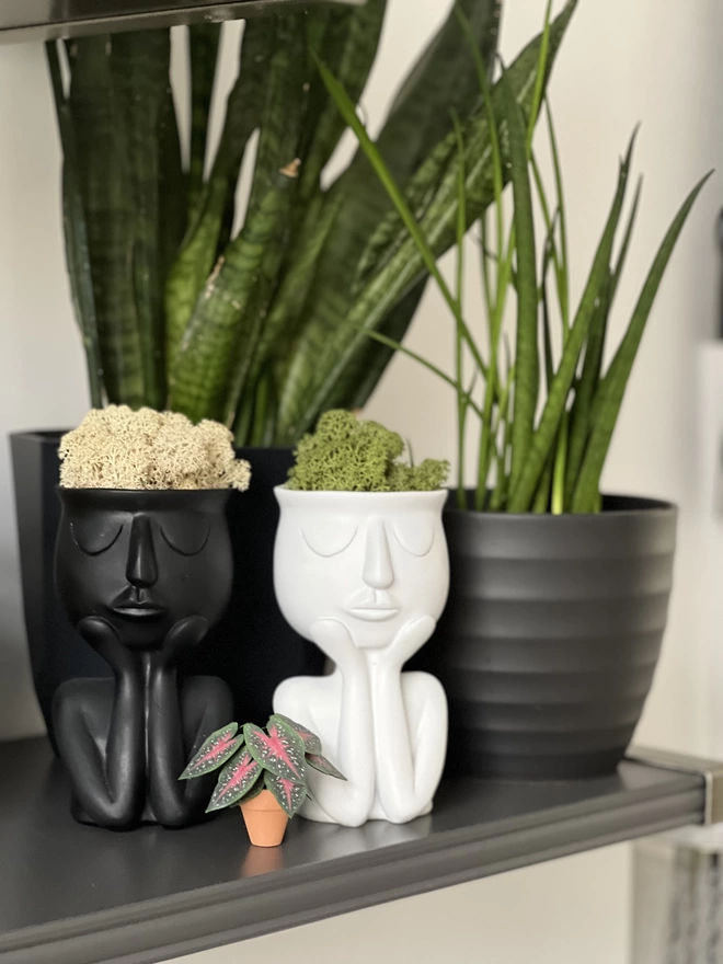 A miniature replica Caladium Red Flash paper plant ornament in a terracotta pot sat on a shelf in front of 2 plant pots with faces on them and moss in them for hair and 2 Sanseveria snake plants in the background