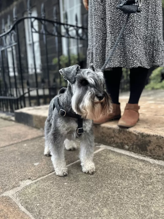 Miniature Schnauzer wearing black harness sitting on street with black rope lead and owner in the background