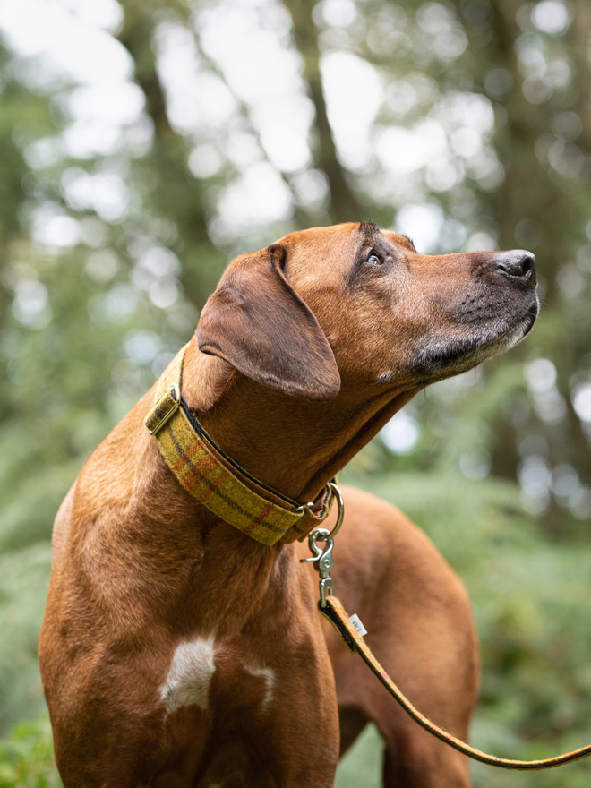 English Mustard Tweed House Dog Collar