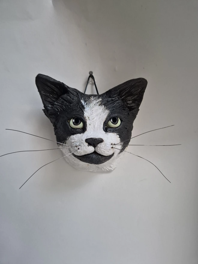 Black and White cat portrait 