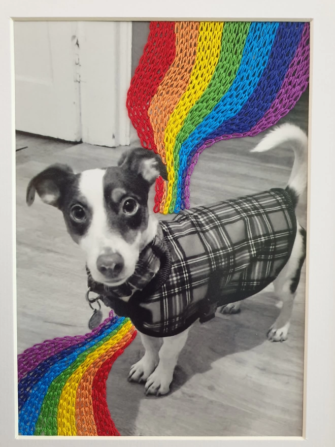 Close up of pet portrait with hand embroidered rainbow coloured stitches