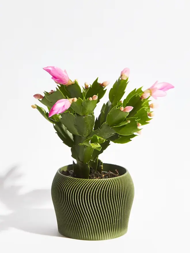 Sustainable 3D Printed Forest Green Plant Pot, orbital  design against a white background.  