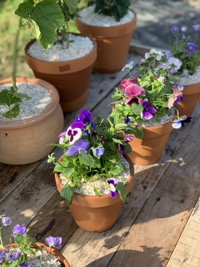 Crushed Whelk Shells