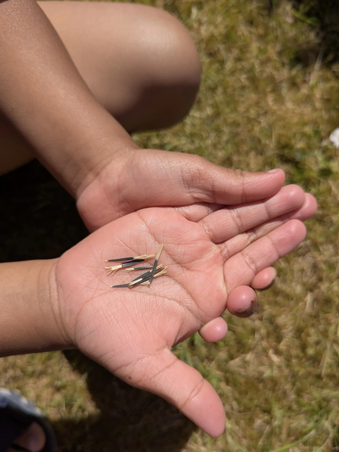 Image of kids hands holding the seeds that are included in the kit