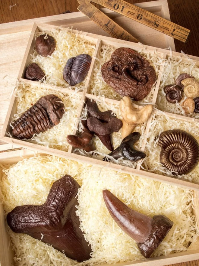 Realistic edible chocolate fossil gift hamper including large chocolate dinosaur and shark teeth arranged in wooden chest