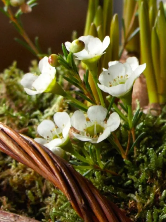 Christmas basket with hyacinths and wax flowers