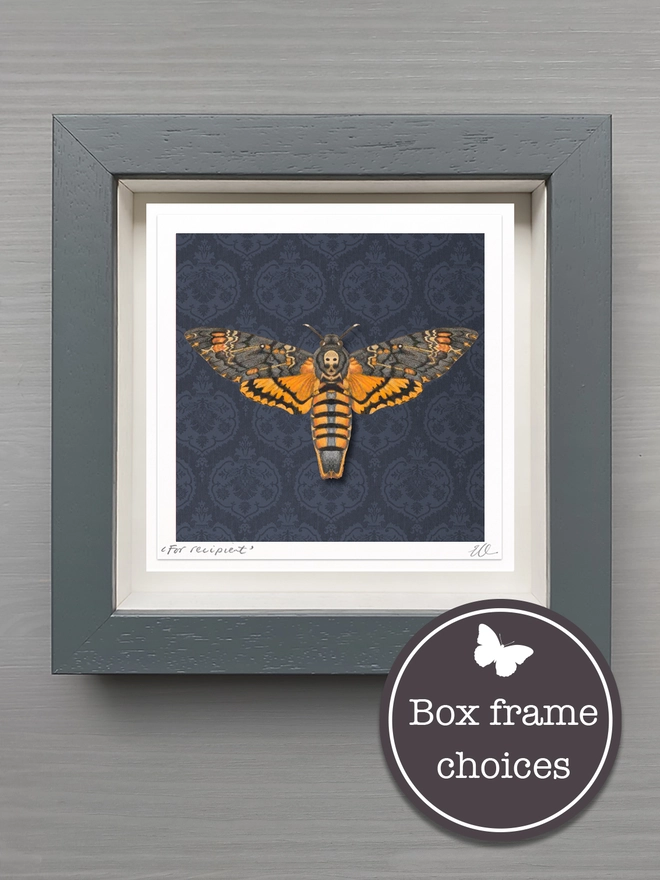 A photo of the framed Death's Head hawk moth in a dark grey frame option. A perfect gift and ethical taxidermy collector.