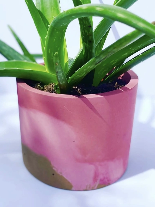 Pink Plant Pot
