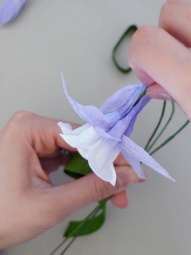 This is a process of making Crepe Paper Columbine Flower (Aquilegia).