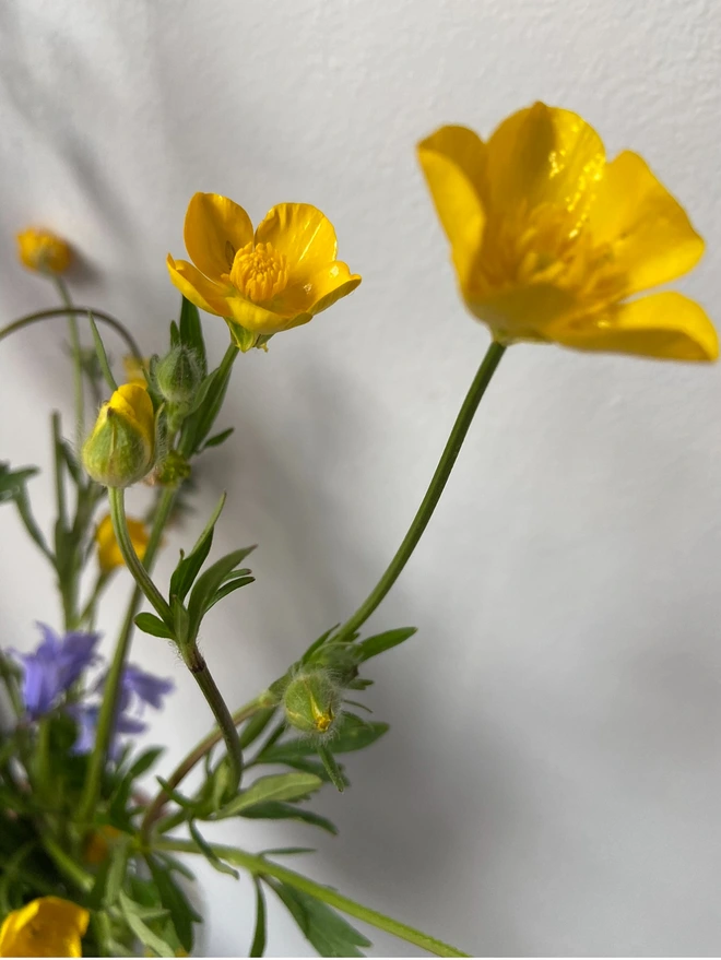Buttercup flowers