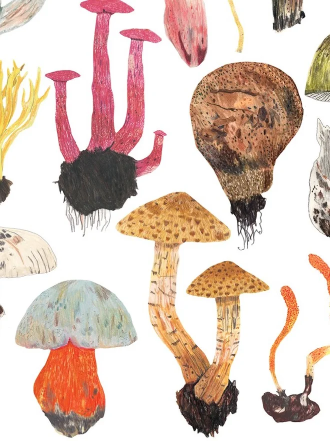 Mushrooms and Toadstools Print