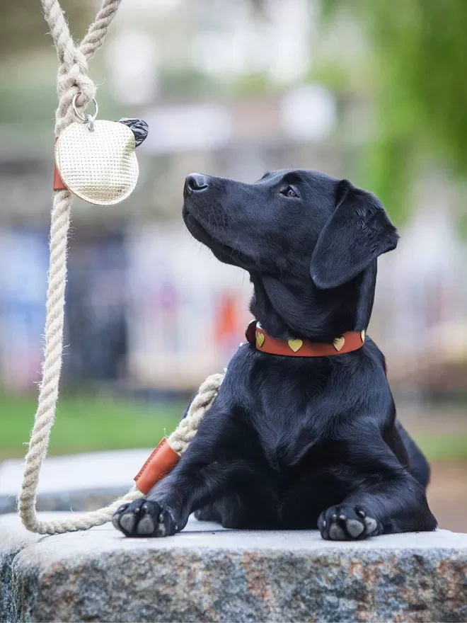 Gold Poo Bag Pouch on a Chatham Rope Lead