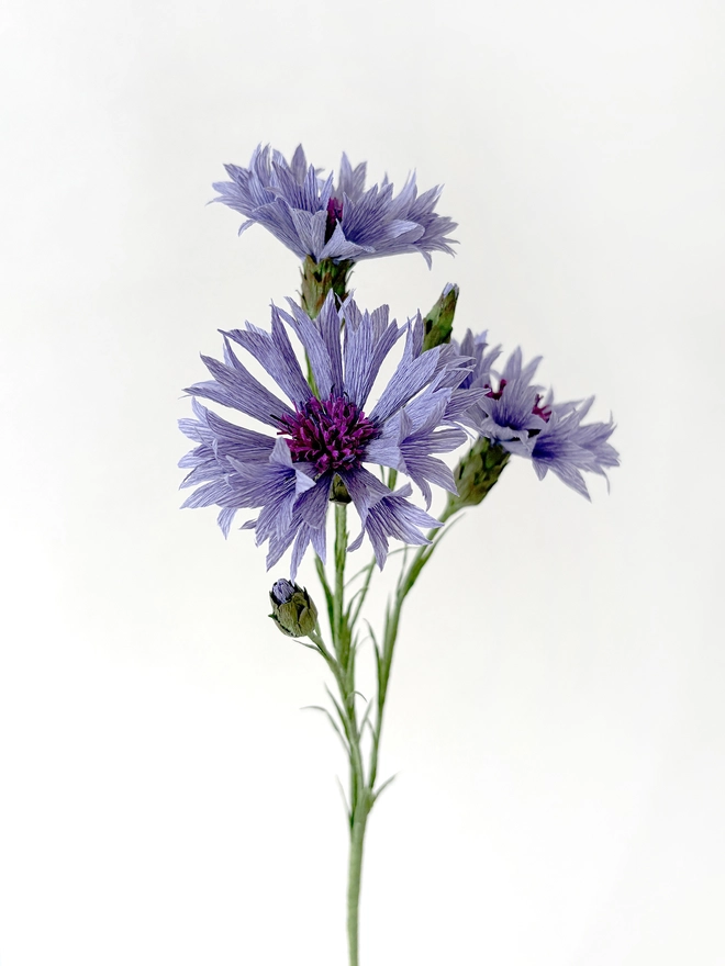Crepe Paper Cornflower