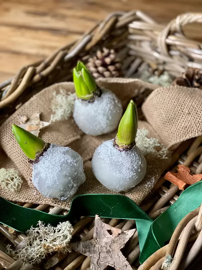  Three Hyacinth bulbs dipped in white wax, gives a frosted snow effect, sat on brown hessian cloth, with dried moss and bark stars as decoration. A green velvet ribbon lays alongside.