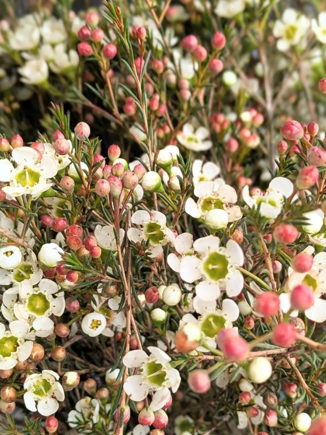 close up of white wax flowers showing the white small flowers and pink buds