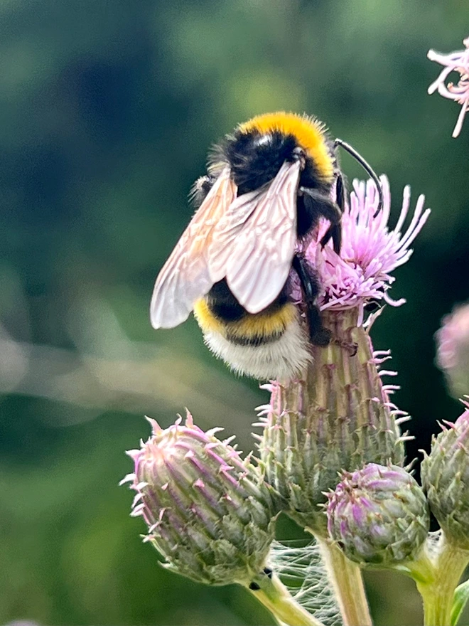 Bumblebee on a thistle flower drinking nectar