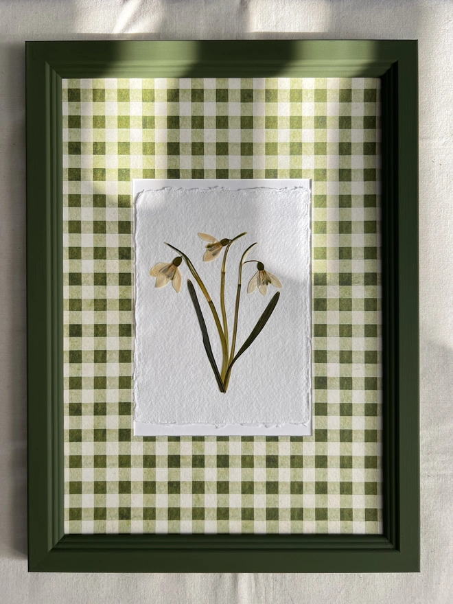 pressed snowdrop flowers in gingham mount and painted wooden frame