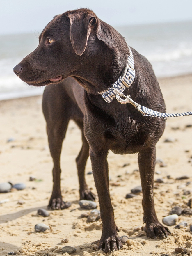 Breton Stripe Vegan Dog Collar