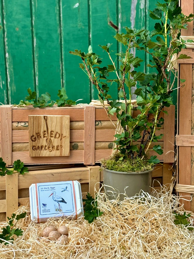 A gooseberry bush next to a box of delicious chocolate eggs nestled in wood wool standing in front of the Greedy Gardeners wooden gifting crate