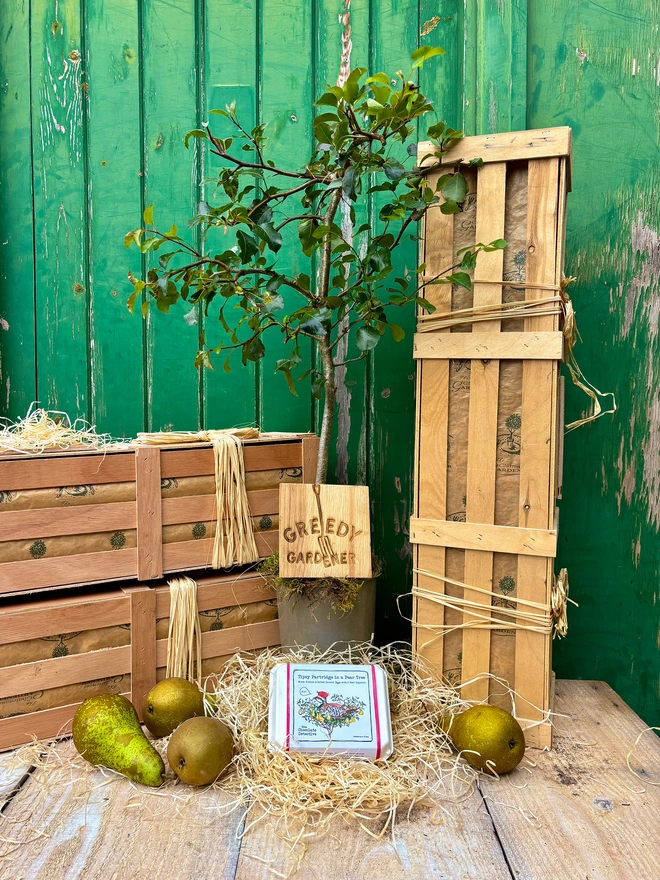 A wild pear tree in front of the Greedy Gardener's gifting crates surrounded by pears and a wonderful box of Chocolate Detective chocolate partridge eggs.