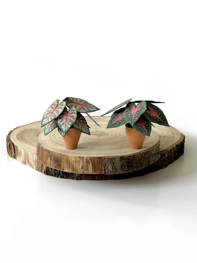 A miniature replica Caladium Rosebud paper plant ornament in a terracotta pot sat on a wooden log slice with a 2nd Caladium sat to the right against a white background