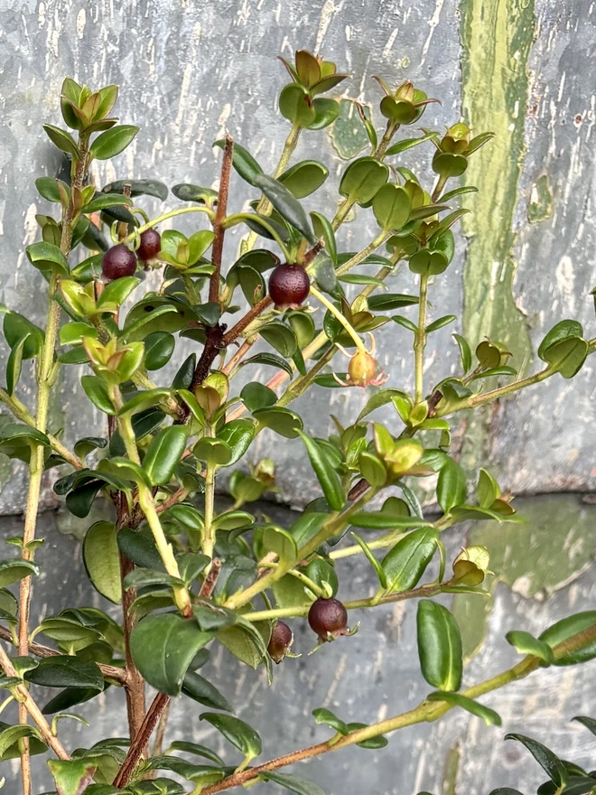 Strawberry myrtle and its red berries on a metal background