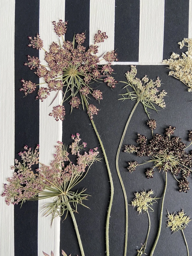 Close up of pressed wild cow parsley flowers