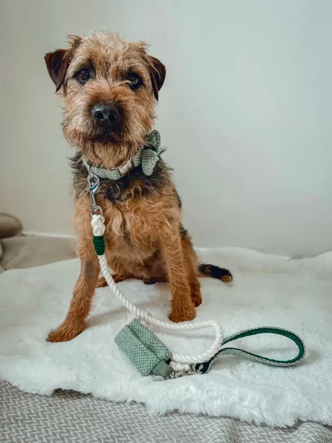 Border Terrier in green dog collar