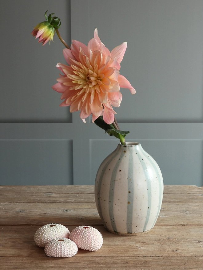 Handmade Ceramic Stoneware Rounded Vase in Blue and White Stripe holding a large pink flower. The vase sits next to a collection of three pink sea urchins on a wooden surface. 