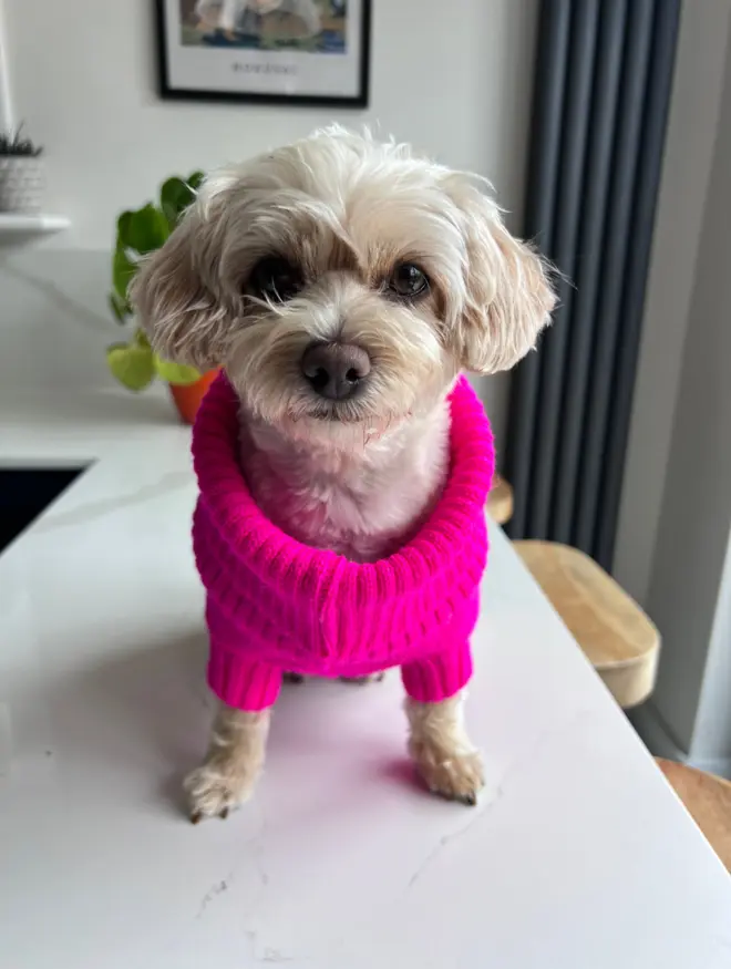 fandango pink dog jumper