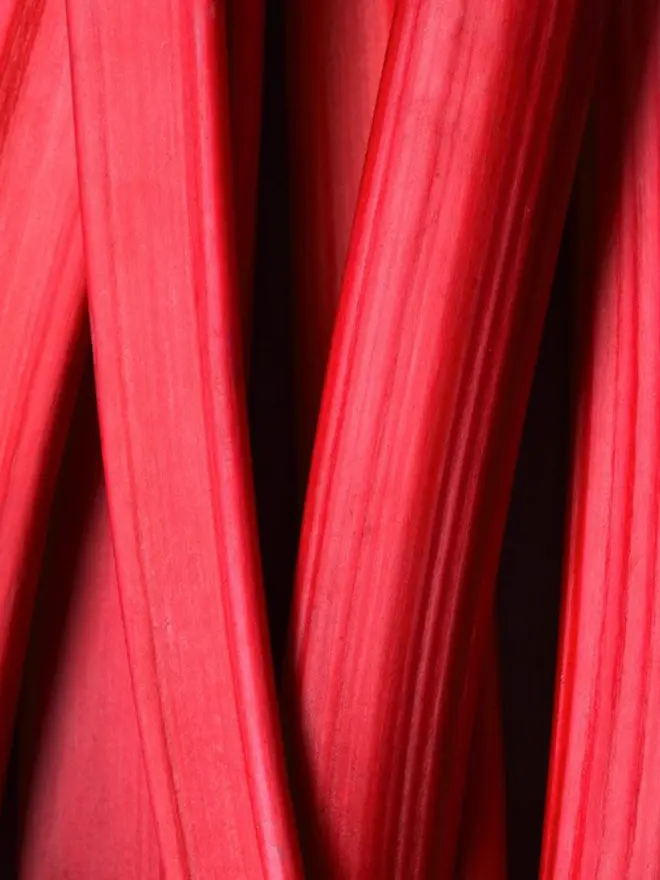 yorkshire forced rhubarb